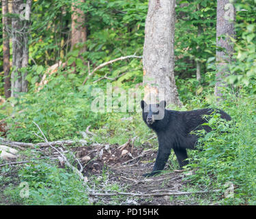 A wild American black bear, Ursus americanus, walking through the forest in the Adirondack Mountains, NY USA on a logging skidder trail. Stock Photo