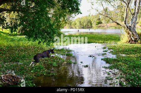 A large black dog jumping into the water, Booroona walking trail on the Ross River, Rasmussen QLD 4815, Australia Stock Photo