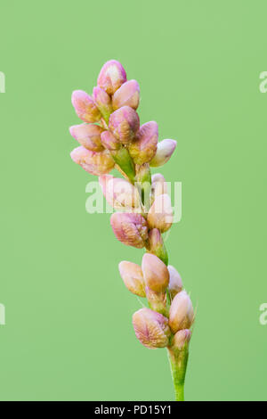 Clustered flowers of Low Smartweed (Persicaria longiseta), an invasive species in North America. Stock Photo