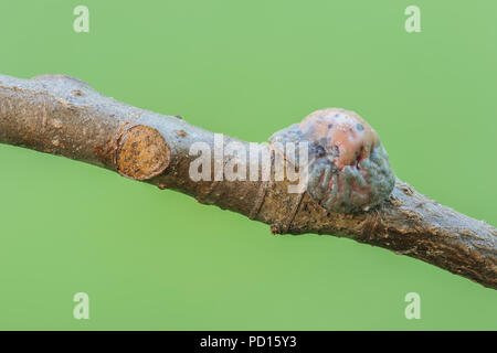 A mature female Tuliptree Scale (Toumeyella liriodendri) attached to a branch of a Tuliptree, which also shows a previous attachment point. Stock Photo