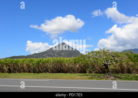 Sugarcane crop in front of Walsh's Pyramid, Gordonvale, Far North Queensland, FNQ, QLD, Australia Stock Photo