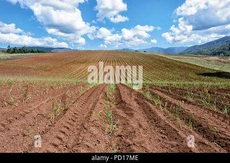 New sugarcane plantation in the Goldsborough Valley, Far North Queensland, FNQ, QLD, Australia Stock Photo