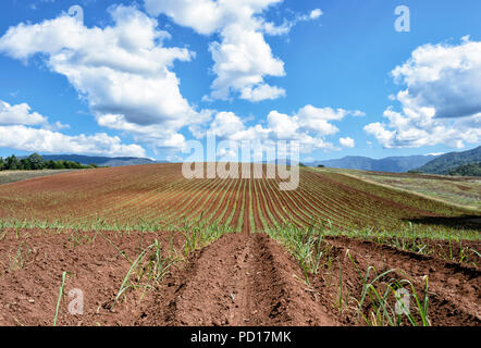 New sugarcane plantation in the Goldsborough Valley, Far North Queensland, FNQ, QLD, Australia Stock Photo