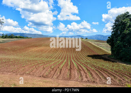 New sugarcane plantation in the Goldsborough Valley, Far North Queensland, FNQ, QLD, Australia Stock Photo