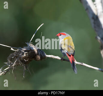 Red-browed Finch (Neochmia temporalis), Biboohra, Atherton Tableland, Far North Queensland, FNQ, QLD, Australia Stock Photo