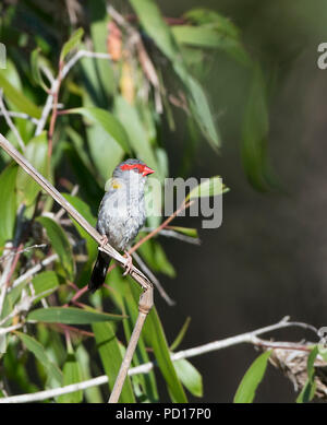 Red-browed Finch (Neochmia temporalis), Biboohra, Atherton Tableland, Far North Queensland, FNQ, QLD, Australia Stock Photo