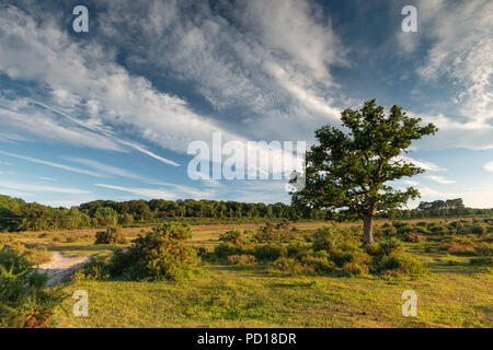 A lone tree stands proud in the unspoilt landscape of the New Forest National Park near Brockenhurst, Hampshire, UK in the summer season. Stock Photo