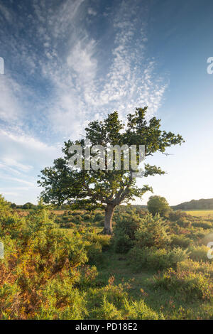 A lone tree stands proud in the unspoilt landscape of the New Forest National Park near Brockenhurst, Hampshire, UK in the summer season. Stock Photo