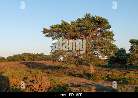 Early summer evening sun shines trees in the New Forest National Park near the village of Brockenhurst, Hampshire, UK. Stock Photo