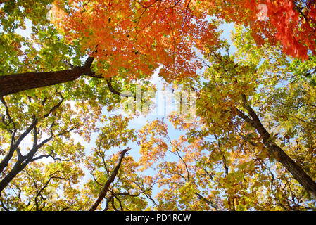 Bright colored red, yellow and green oak and maple leaves on trees in the autumn forest. Bottom view of the tops of trees. Stock Photo