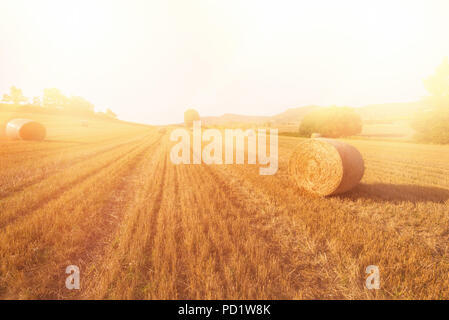 hay bail harvesting in golden field landscape Stock Photo