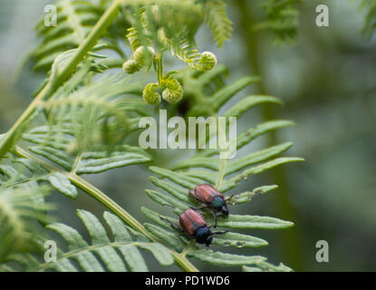 Two bracken chafer beetles on...bracken! Stock Photo