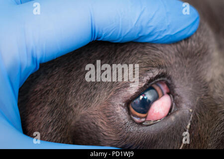 Cane corso with ,,cherry eye', prepared for surgery by vet Stock Photo