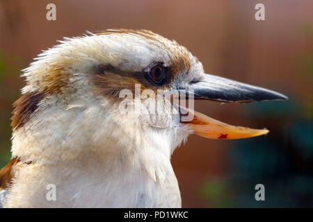 head of a laughing kookaburra (dacelo novaeguineae) with an open beak in profile view Stock Photo
