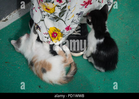 Baby Kittens Climbing on a Woman’s Shoes in Mandrakia, Milos, Cyclades, Greece Stock Photo