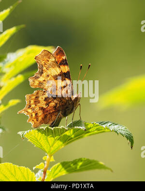 Comma butterfly (Polygonia c-album) with closed wings perched on plant. Tipperary, Ireland Stock Photo