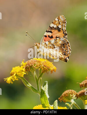 Painted Lady butterfly (Vanessa cardui) feeding on Common Fleabane. Tipperary, Ireland Stock Photo