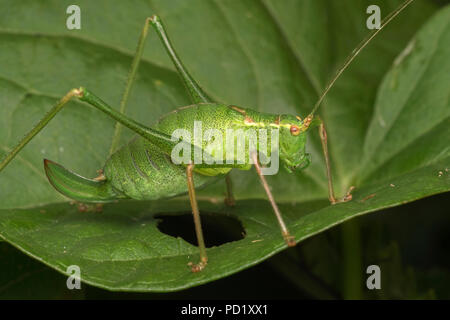 Speckled Bush Cricket female (Leptophyes punctatissima) resting on plant leaf. Tipperary, Ireland Stock Photo