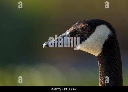 Canadian goose close up Stock Photo