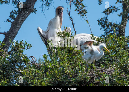 Wood stock family at their nest in the wading bird rookery at St. Augustine Alligator Farm Zoological Park in St. Augustine, Florida. (USA) Stock Photo