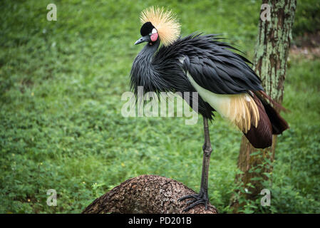 West African Crowned Crane at St. Augustine Alligator Farm Zoological Park in St. Augustine, Florida. (USA) Stock Photo