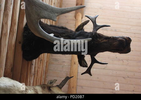 A moose head, Alces alces, stuffed and mounted on a wall on a bright sunny summer day. Stock Photo