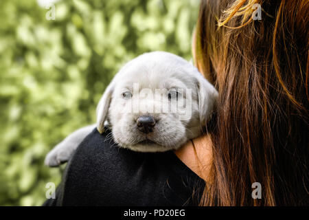 young cute labrador retriever dog puppy pet Stock Photo