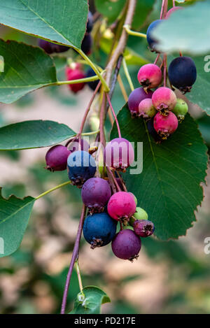 Sarvisberries Ripening in the Colville National Forest Stock Photo