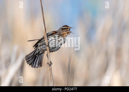 Female red-winged blackbird (Agelaius phoeniceus) perched on cattails . Stock Photo
