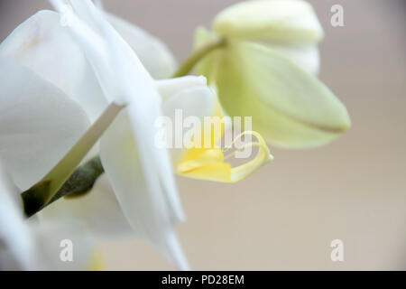close-up view of perfect white with yellow orchids, white orchids side view in front of soft colored background Stock Photo