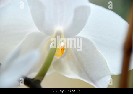 white orchids view from behind in front of pastel colored background, macro of white orchids viewed from behind Stock Photo