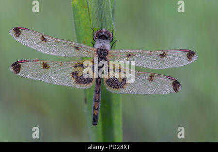 Elisa Skimmer Dragonfly, Calico Pennant (Celithemis elisa), resting on  grass, E. N America, by Skip Moody/Dembinsky Photo Assoc Stock Photo