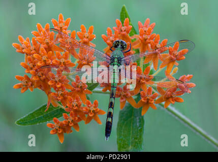 Eastern Pondhawk Skimmer (Erythemis simplicicollis) resting on on Butterfly Milkweed (Asclepias turberosa), E USA, by Skip Moody/Dembinsky Photo Assoc Stock Photo