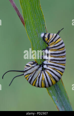 Monarch Butterfly caterpillar (Danaus plexippus), ready to change into chrysalis, North America, by Skip Moody/Dembinsky Photo Assoc Stock Photo