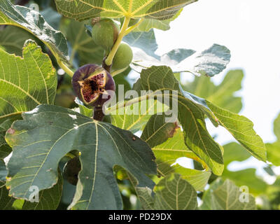 Freshly Ripened Fig, ( Ficus carica ) fruit better known as the common fig. Native to the middle East, Saronida, East Attica, Greece, Europe. Stock Photo