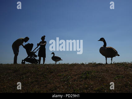 Canada geese at the Walthamstow Wetlands in east London as another spell of warm weather hits the UK. Stock Photo