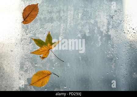 Autumn leaves and raindrops on window glass, autumn weather. Seasonal autumn background. Stock Photo