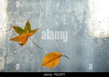 Autumn leaves and raindrops on window glass, autumn weather. Seasonal autumn background. Stock Photo
