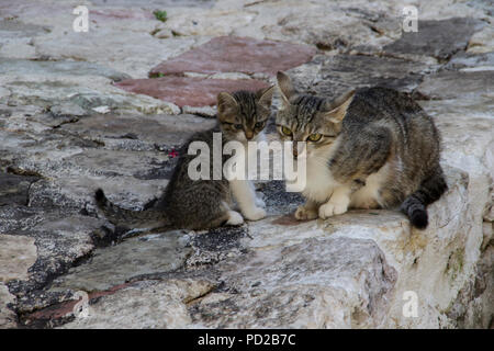 Cats On A Stone Wall Stock Photo