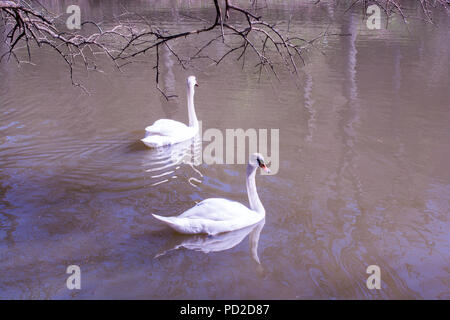 Lonely swans live in the natural environment Stock Photo - Alamy