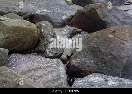 Spilled garbage on the beach of the big city. Environmental pollution. Empty used dirty plastic bottles Stock Photo