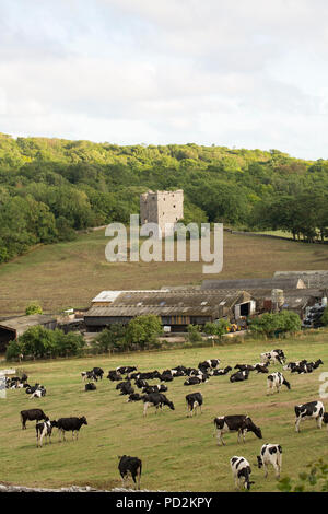 Cattle feeding in fields below the ruins of the medieval Arnside Tower that is sited between the villages of Arnside and Silverdale. Cumbria England U Stock Photo