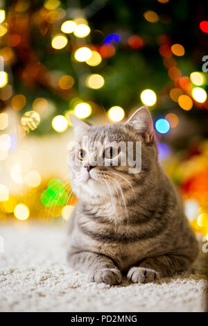 Large gray Cat without breed near the Christmas tree with garlands Stock Photo