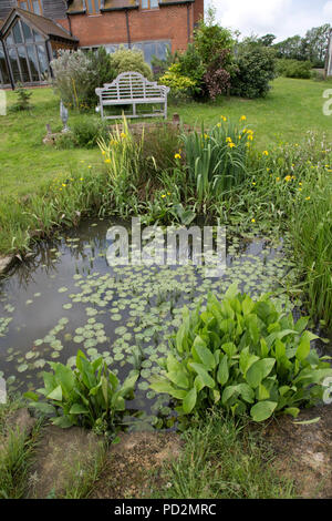 Wild garden pond with variety of aquatic plants Cotswolds UK Stock Photo