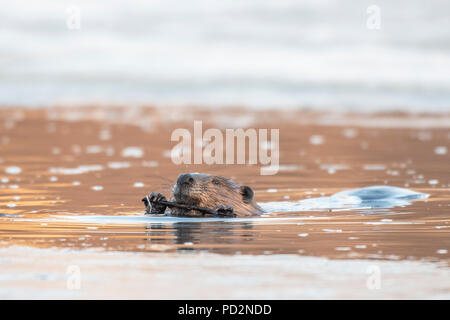 North American Beaver (Castor canadensis), eating twigs, while swimming, North America, by Dominique Braud/Dembinsky Photo Assoc Stock Photo