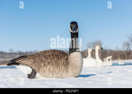Canada Goose (Branta canadensis) and Trumpeter swans (Cygnus buccinator), St Croix River, WI, USA, by Dominique Braud/Dembinsky Photo Assoc