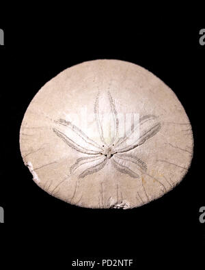 A close up of a sand dollar set on a black background. Stock Photo