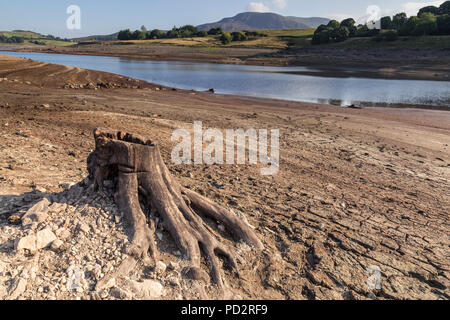 Llyn Celyn reservoir in drought conditions, Wales with exposed tree stump Stock Photo