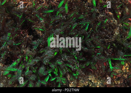 Dense carpet of short algae capable of green bioluminescence in shallow coastal waters of New Zealand. Stock Photo