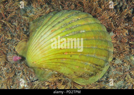 Unusually colored scallop shell on dense layer of short brown sea weeds on flat bottom. Stock Photo